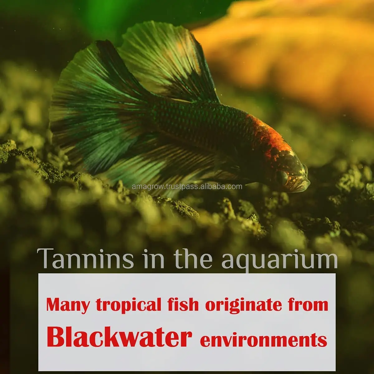 Premium Catappa Bark - Aquarium Blackwater - Dried Indian Almond Stick for Betta Fish & Shrimp Wood Decorations Tank Accessories