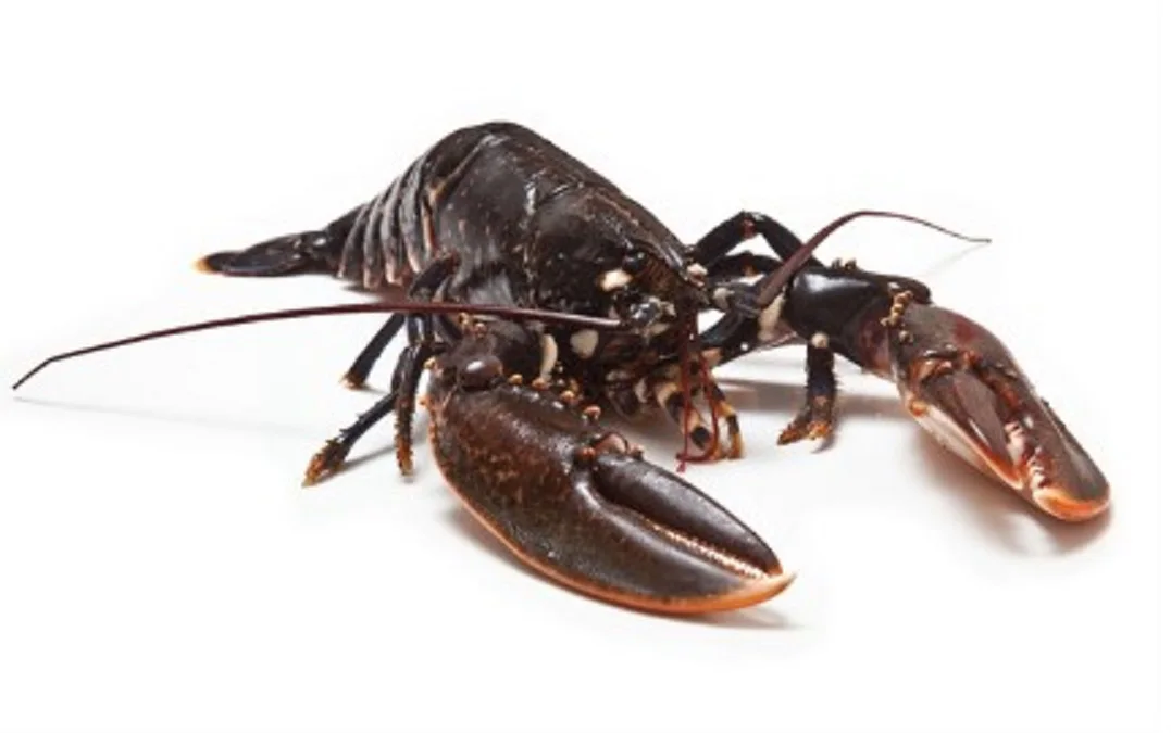 Wholesale Supplier Of Bulk Fresh Stock of Frozen seafood Lobsters