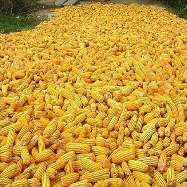 Brazilian Yellow Corn Best Price Wholesale - Yellow Corn For Animal Feed