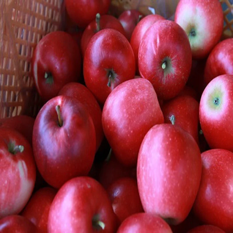 Fresh apple for exporting Best Price Fuji Fresh Apples Available In Bulk