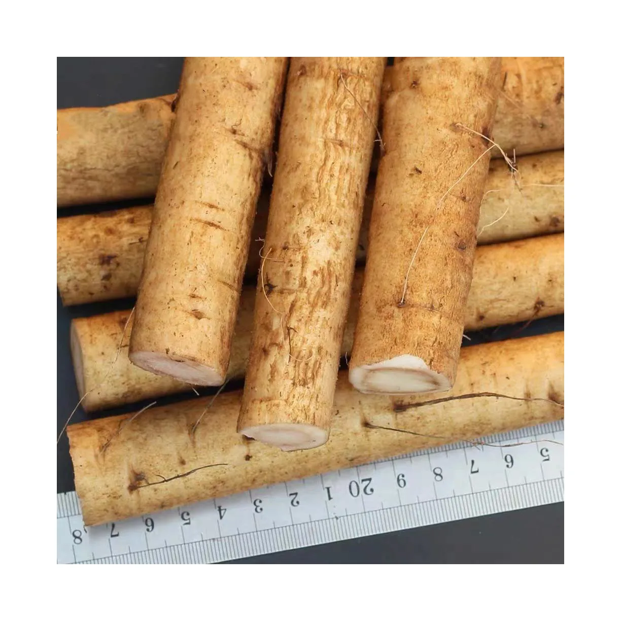 High Quality Fresh Burdock,Golden Burdock and fresh Burdock