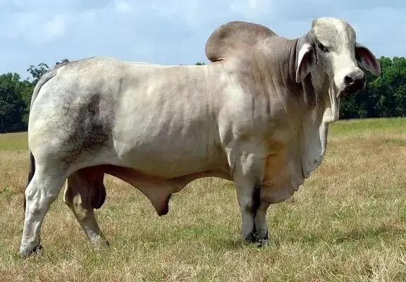 BRAHMAN BULLS CATTLE ANIMAL FEED COW FOR SALE PREGNANT BULLS/CATTLE