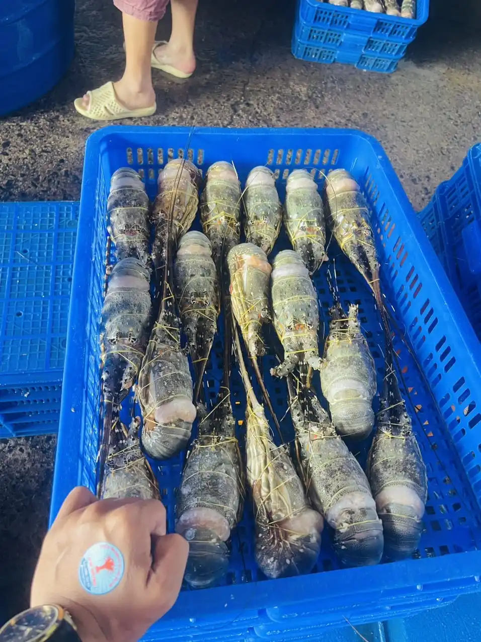 LIVE LOBSTER origin Cam Ranh province Vietnam/ Top selling 2023