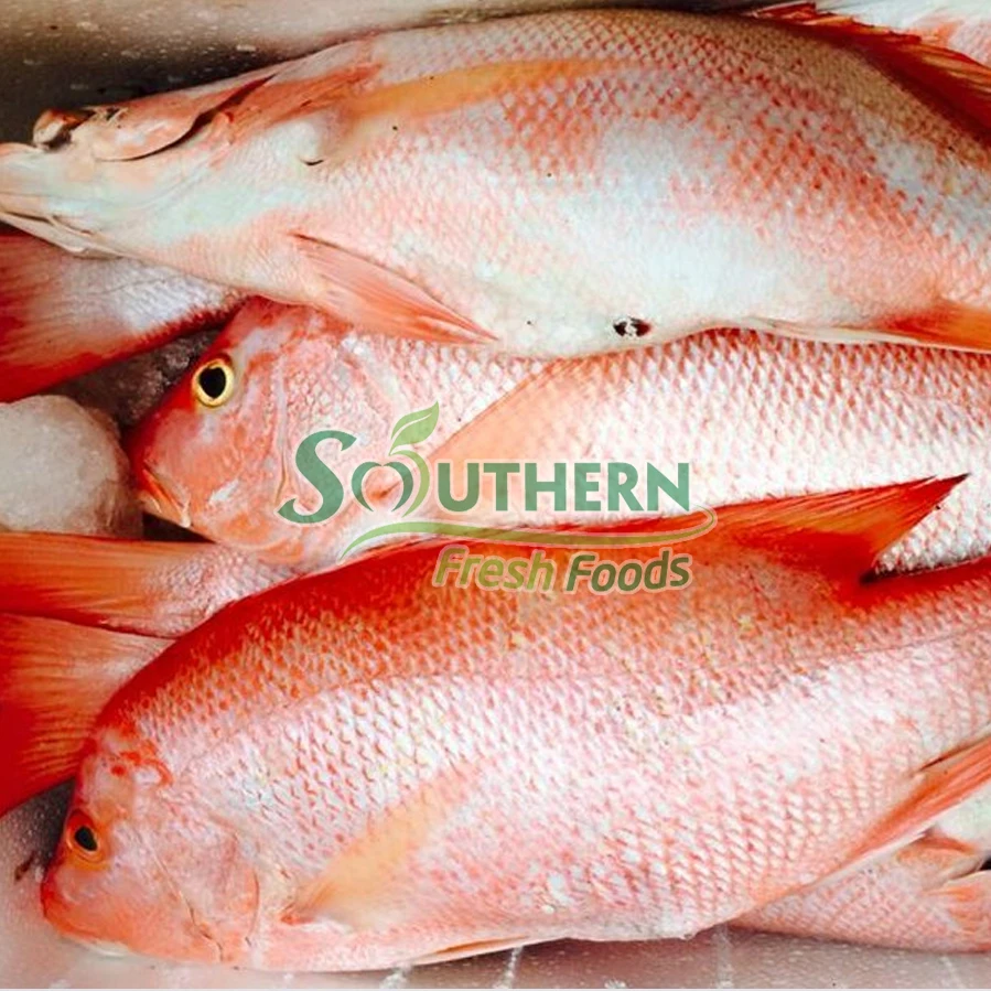 Wild Caught SFF Shelf origin style whole part life shape seafood suppliers Frozen Red Big Eye Fish WR Sea Fish from Vietnam
