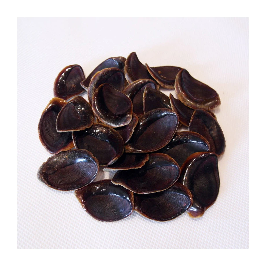 Seashell Murex Operculum cheap price / murex snail / Quality Operculum Shell