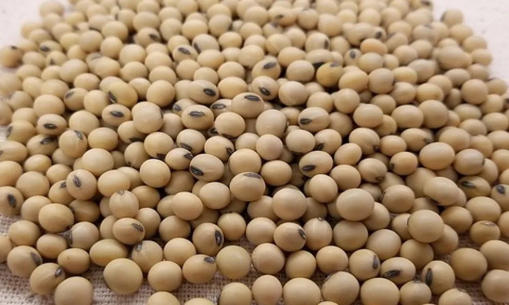 Food Grains Organic Soybean Seeds Exporter From brazil