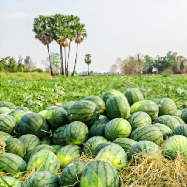 Fresh Red Watermelon | Grade 1 For Exporting | Tropical Vietnamese fruit