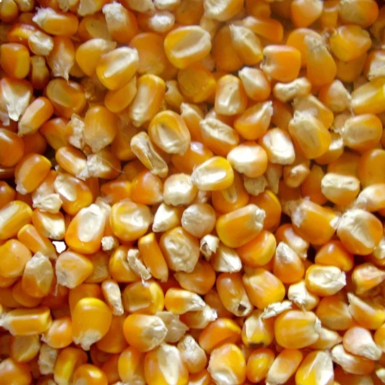 Best Price Dry Yellow Corn For Animal Feed Export Quality Discount Price for Bulk Buyer
