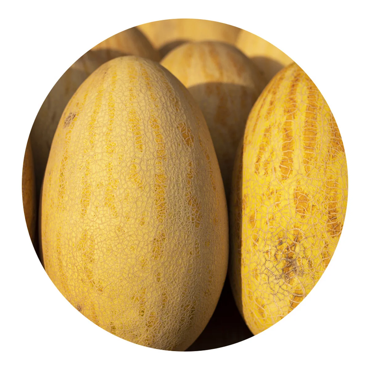 Fresh melon from Uzbekistan from the manufacturer wholesale low price