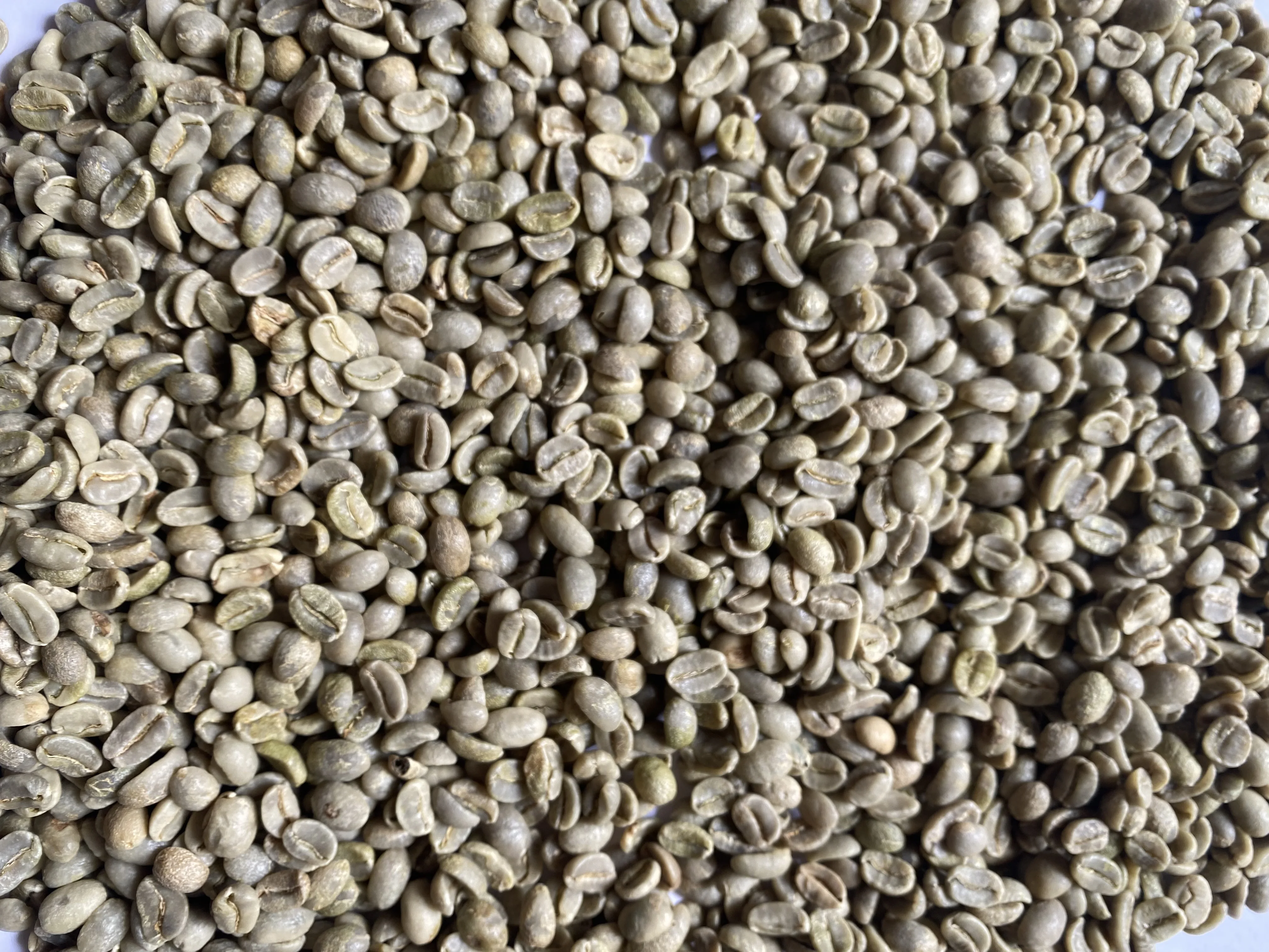 Raw Coffee Arabica Green Beans
