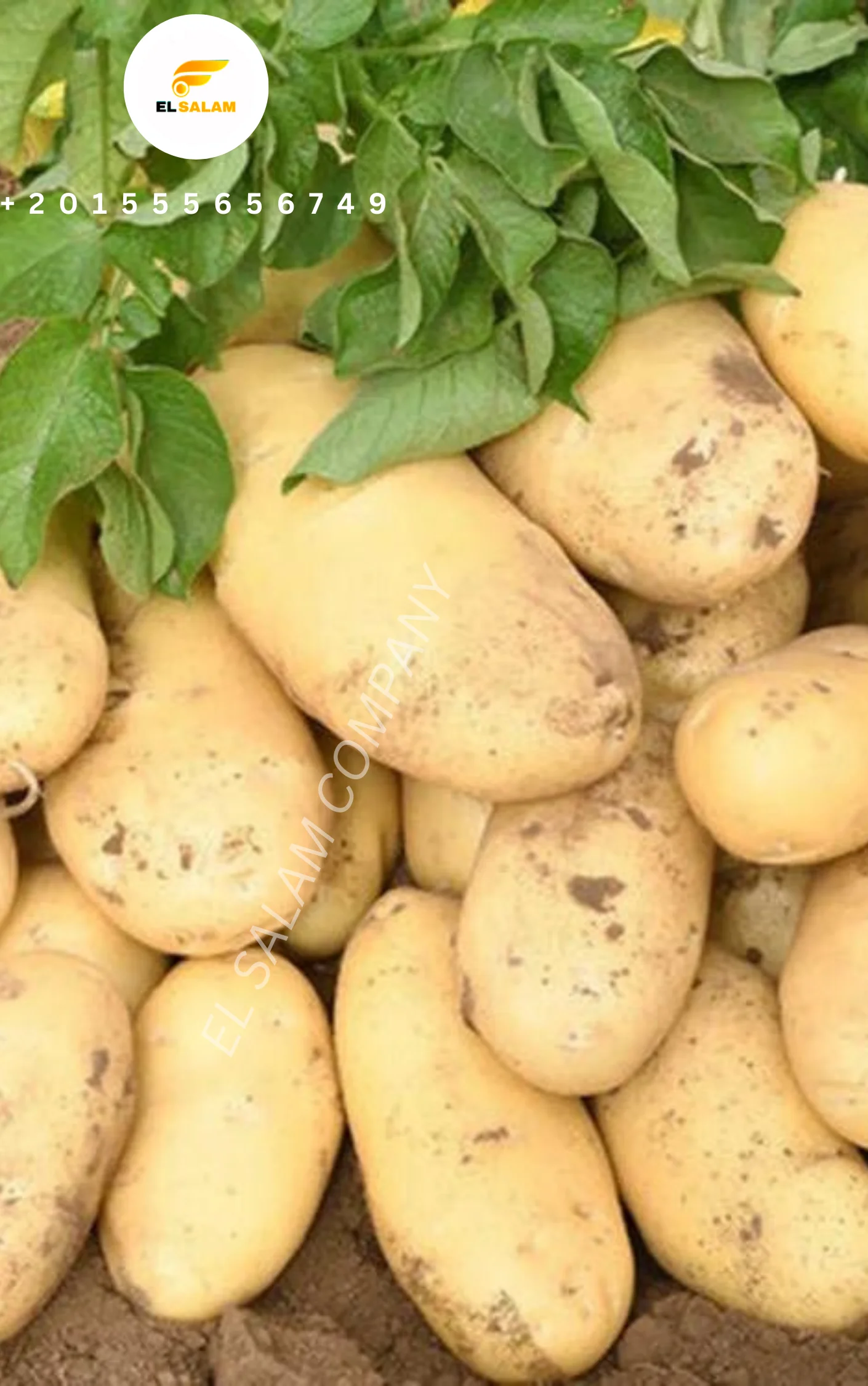 Новый свежий картофель высокого качества из Египта по низкой цене для оптовой продажи