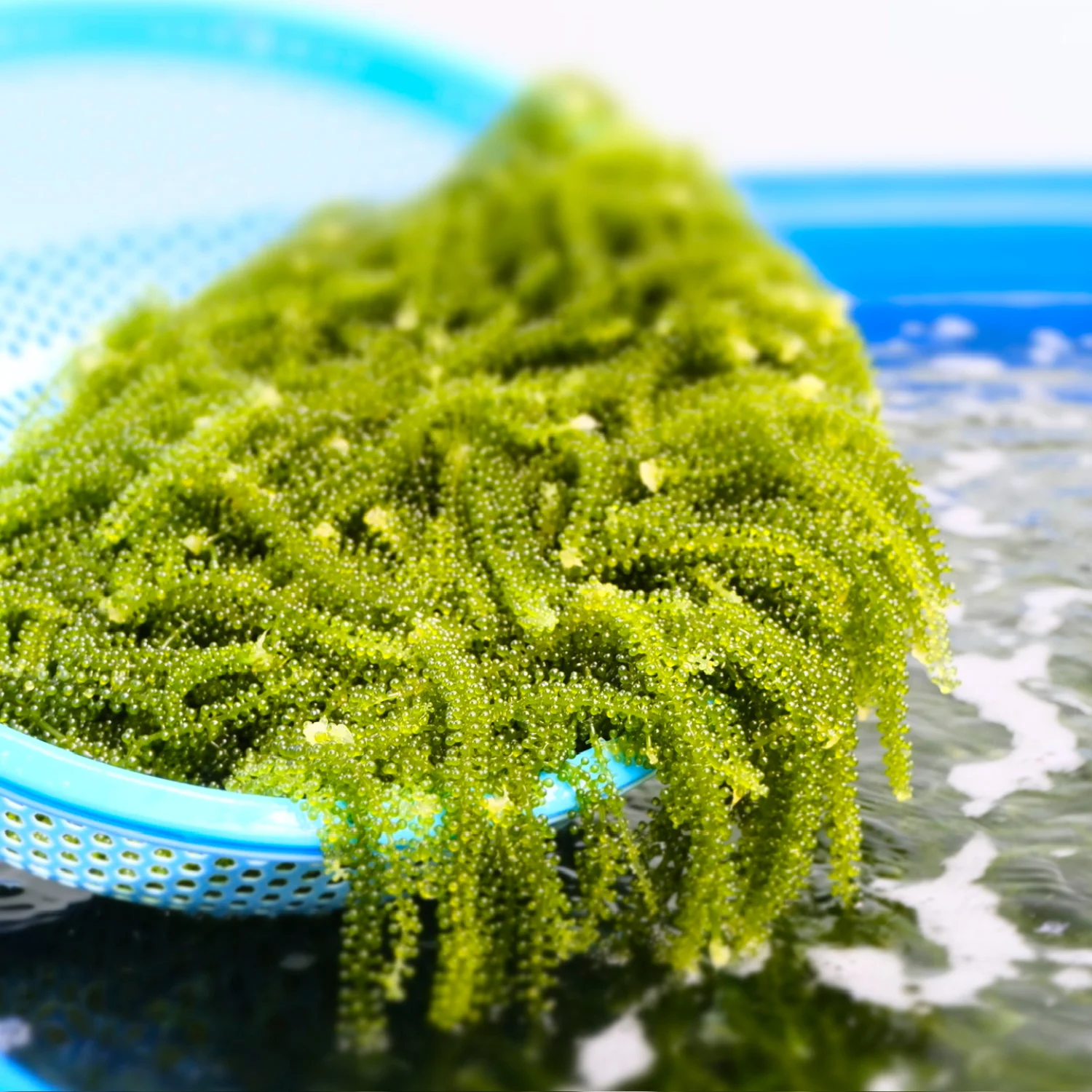 100% Organic Wild Craft Sea Grapes High Quality Salted Seaweed Seafood Dried & Fresh Halal Certified Packaged in Carton Box