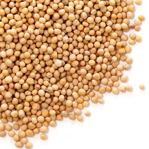 Wholesale GMO and Non GMO Soybean Cheap Price