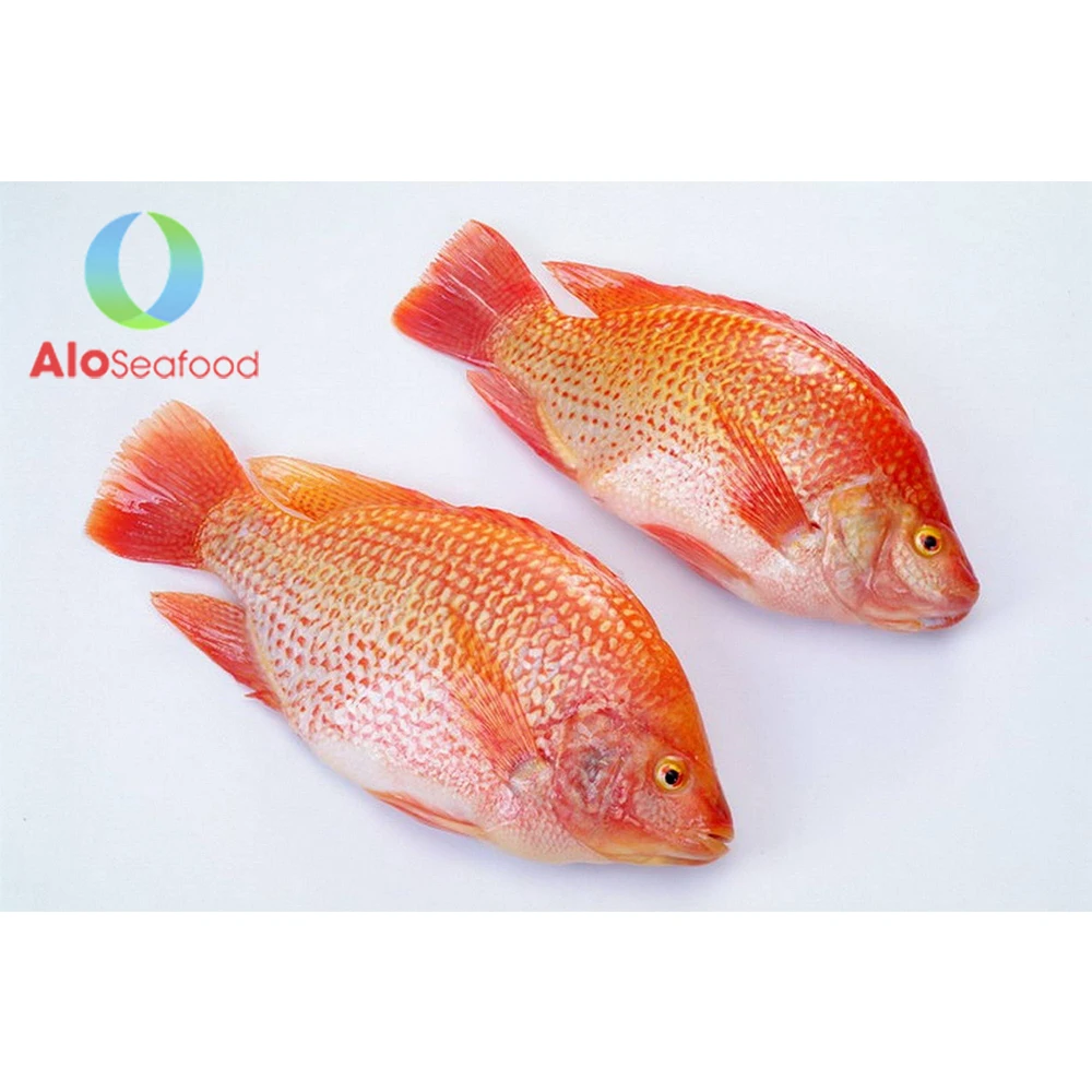 Good quality whole red snapper Wholesale frozen snapper from Vietnam