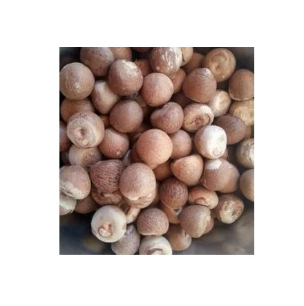 Wholesale price high quality raw betel dried indonesia betel nuts areca nut