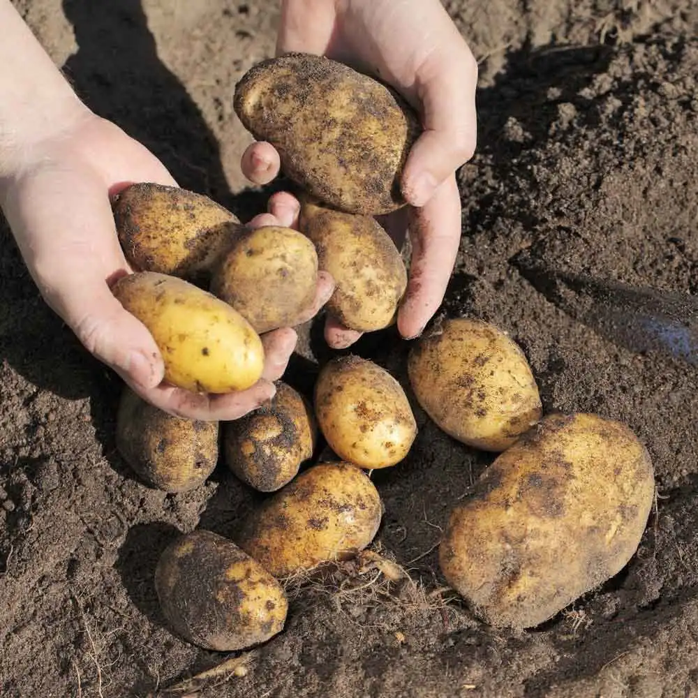Wholesale Fresh Potatoes Organic  Potatoes 100% High Quality Export Oriented Low Price Golden Yellow Potatoes from pakistan