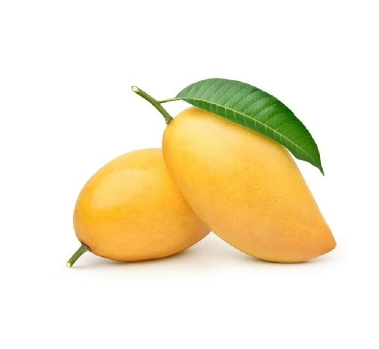Best Selling Premium Fresh Mango Green & Yellow Mango Natural Taste High Quality Vietnam Fresh Fruit For Export In Vietnam