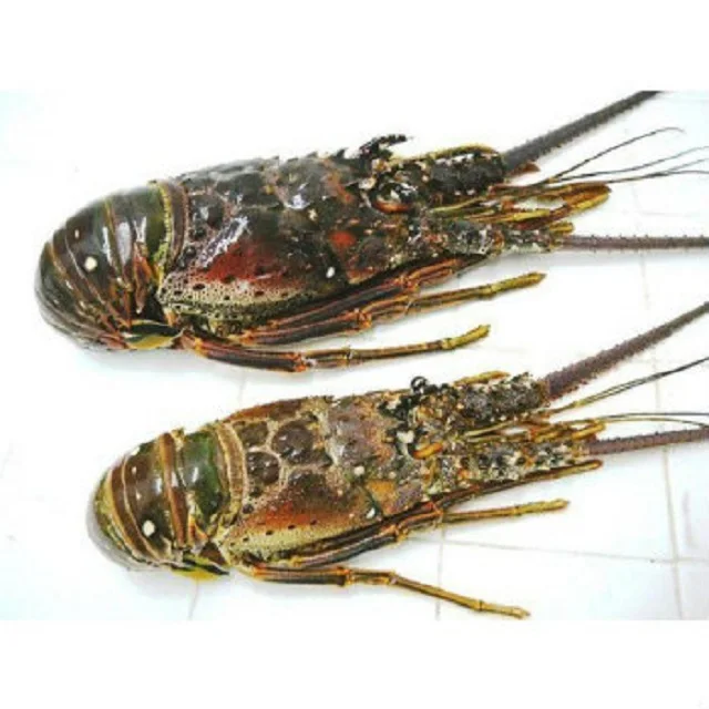 Frozen Lobster / Frozen Lobster Tail / Fresh Live