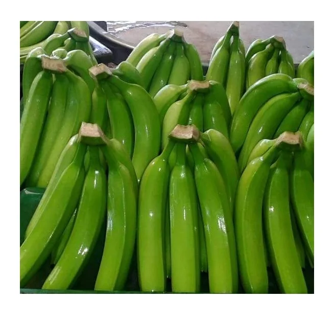 CANVEDISH BANANA VIETNAM- Fresh Banana with best quotation / Vietnam Agriculture Food CO., LTD