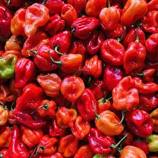 Органический Habanero свежий перец оптом по самой