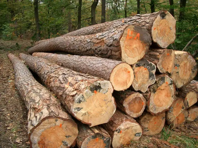 pine-logs-1908549.jpg