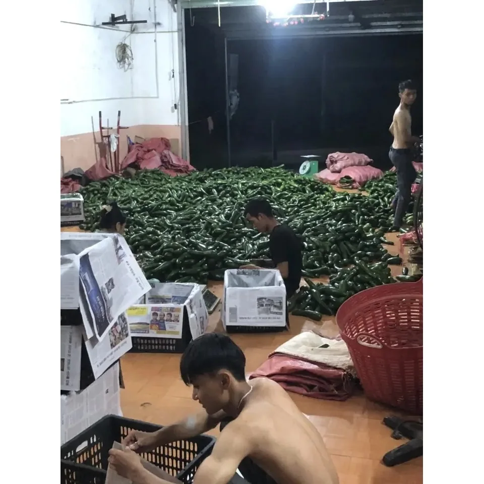 Organic 0.45kg Vietnam Fresh Fruits 100% Organic 15cm Tropicana Fruits High Quality Fresh Avocado With 1 month Shelf Life