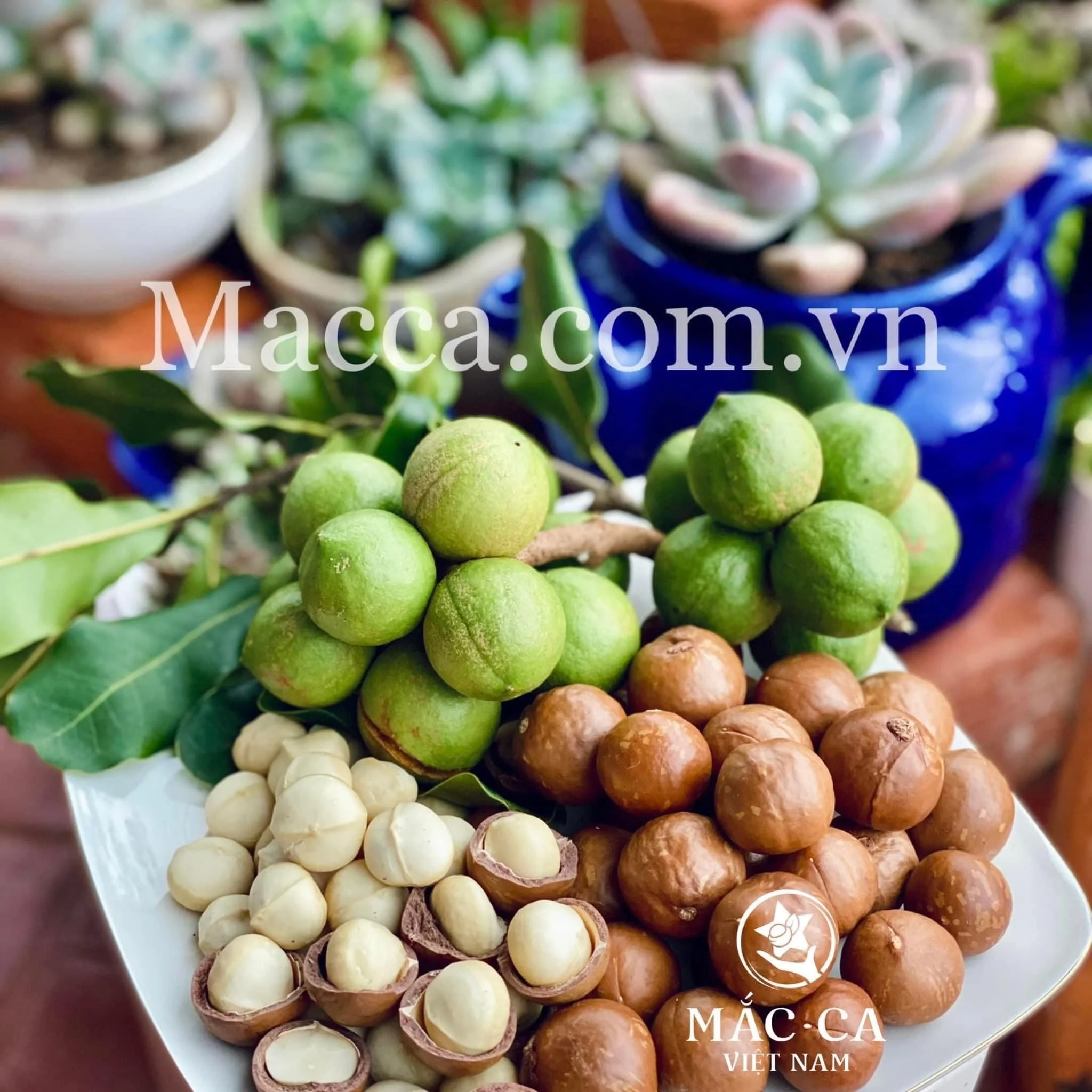 Top Grade Roasted Macadamia Nuts Good Quality Salted in Shell Whole 22-25 mm Origin