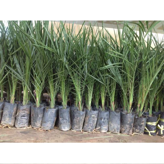 Female seedlings to bear fruits date palm tree grow well indoors with lots of sun exposure & potting soil shoot upwards at a rat