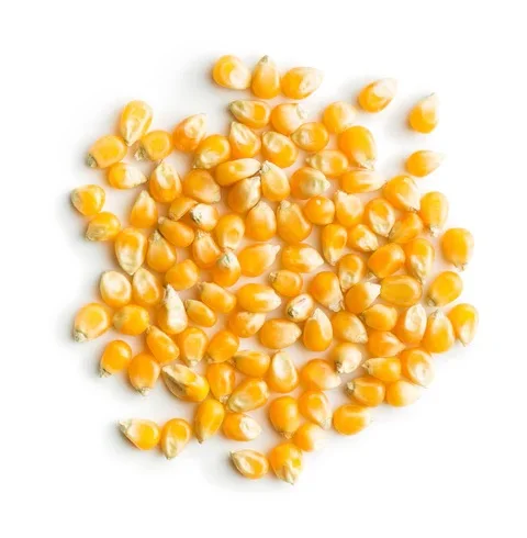 High Demand Top Quality Non-GMO Yellow Maize Corn, White Maize Corn and Organic Dried Maize Corn. Export Wholesale Pricing