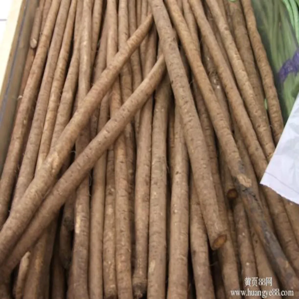 Fresh burdock Bulk IQF frozen fresh burdock