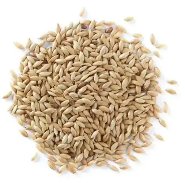 Factory supply canary seed canary bird seed alpiste with good price Wholesale Canary Seeds Organic