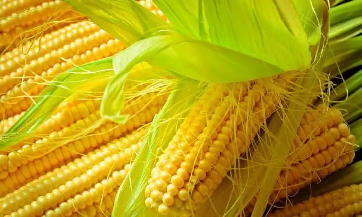 Yellow Corn Maize9.jpg