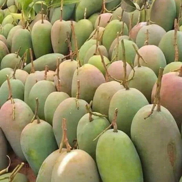Wholesale Best Selling Good Quality Competitive Price FRESH SWEET MANGO From Viet Nam