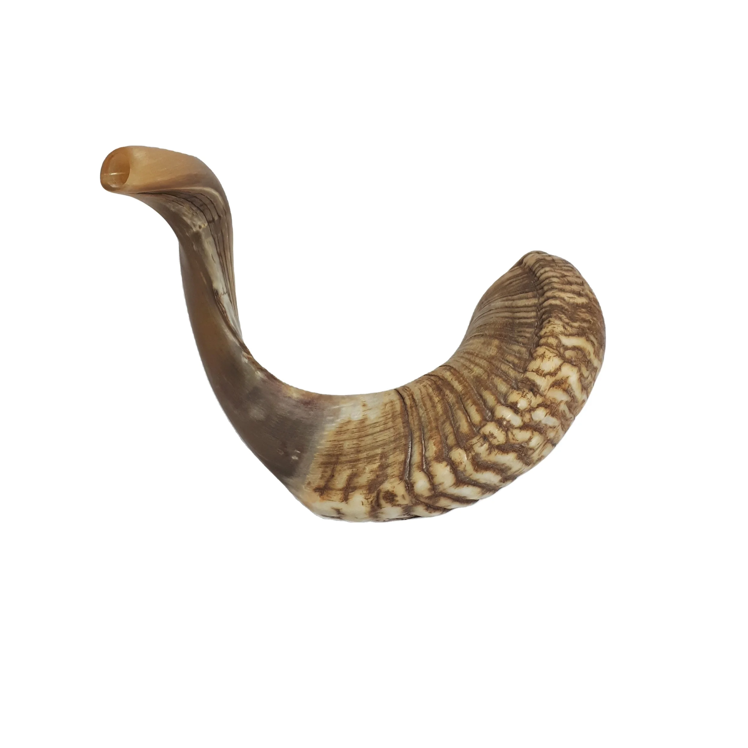 Premium Quality Natural Ram Horn Shofar for Blowing and Religious Purpose Kosher Polished Made in India Kudu