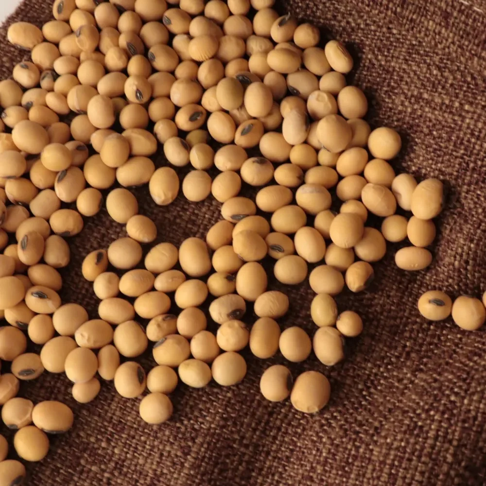 Non GMO Soybeans High Quality Soya Beans / Soy Bean for sale at best prices with worldwide shipping