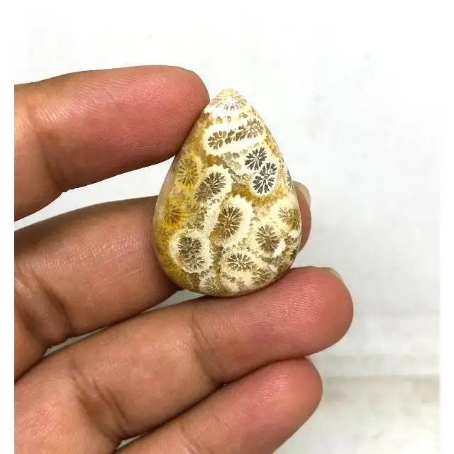 Best Price Beautiful Accessories Wholesale Price Cabochon Loose Gemstone Cabochon Fossilized Coral Gemstone for Jewelry  Making