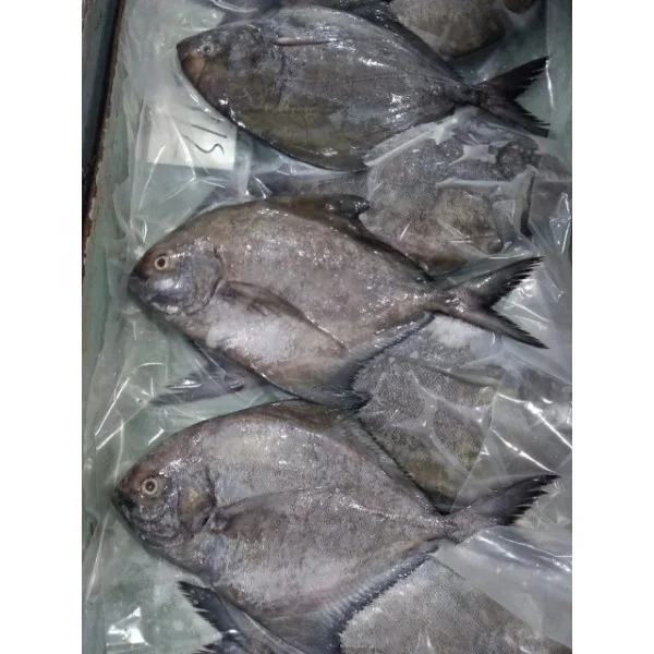 Black Pomfret fish available to export
