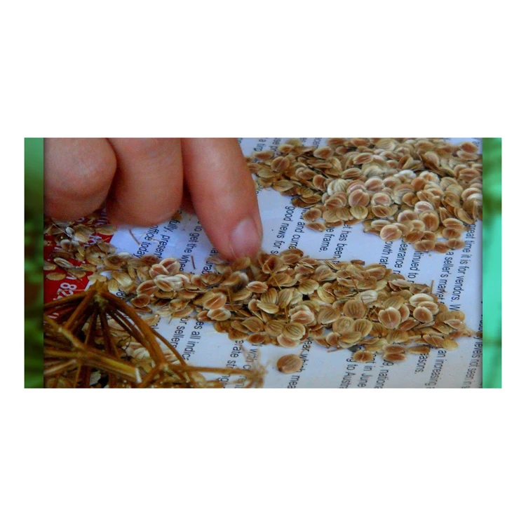 Dried Natural Parsnip Seeds for Sale