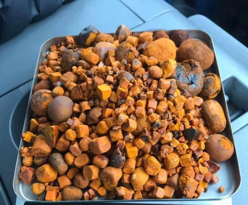 Желчные камни в виде быка крупного рогатого скота коровы желчные купить по лучшей оптовой цене