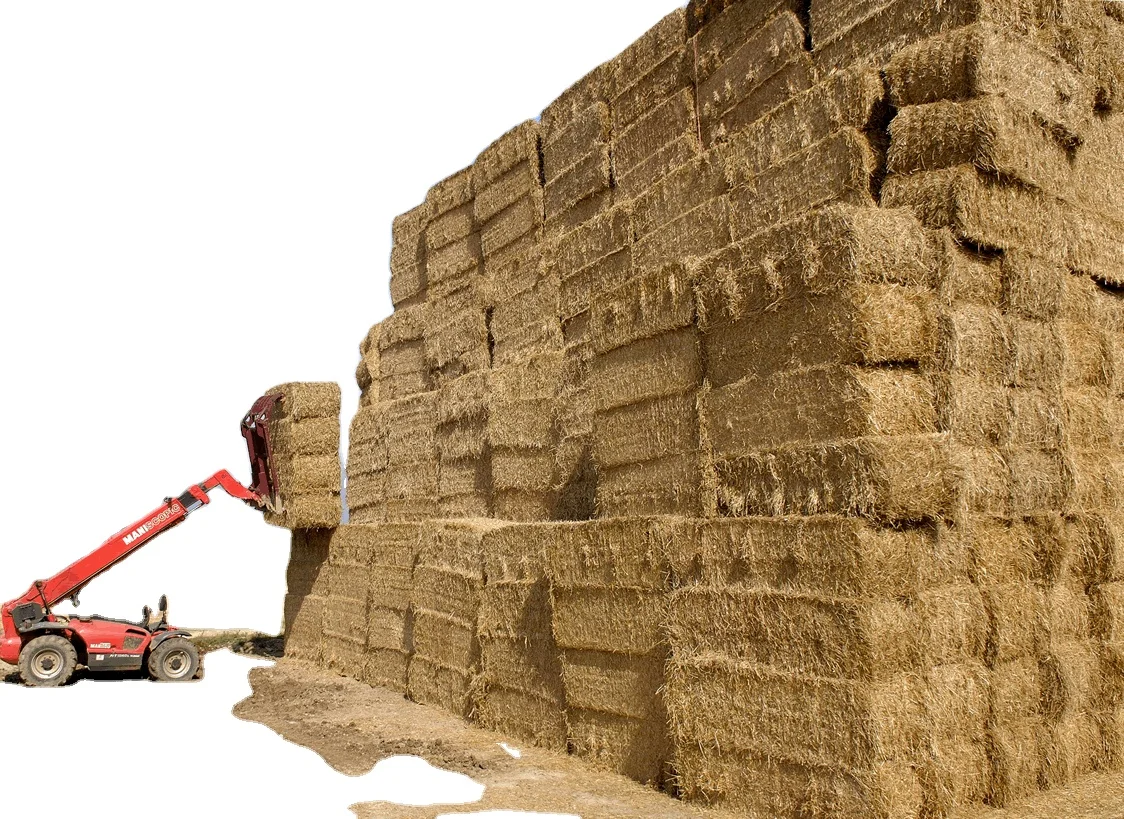 Zero Waste Natural Rice Straw From Pakistan/ High Quality Rice Straw/Animal Feeding Rice Straw Hay Bales for Qatar