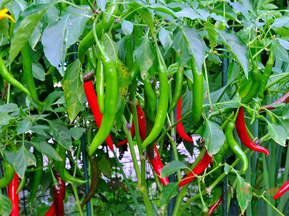 Fresh Capsicum Fresh Chili Horn Pepper Sweet Pepper Green Yellow Red Style Organic Color Weight Origin Type Size Place