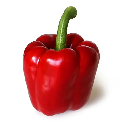 Pure Red Chili Pepper Bell Pepper for sale