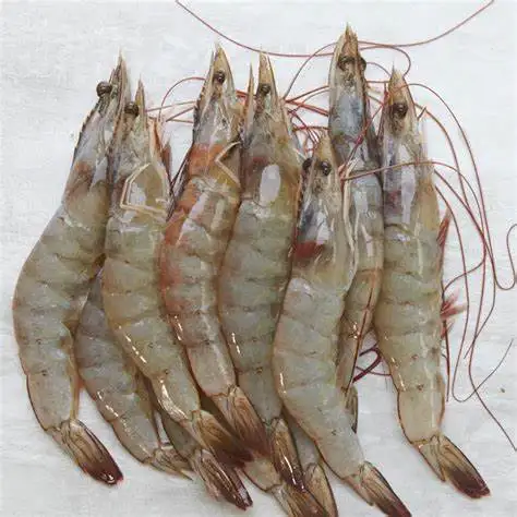 Wholesale Premium Vanamei Shrimp Frozen Black Tiger and White Shrimp Headless and Dried Packaged in Boxes