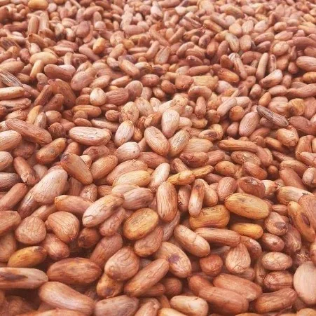 100% Cocoa Beans / Cocoa Seeds and Cocoa For Sale