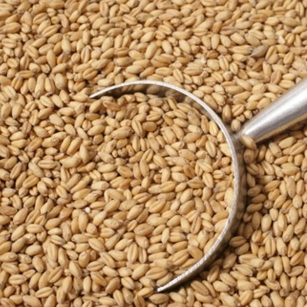 Durum Wheat Hard Grain Whole Sale Prices Cheap Price Wholesale Organic for in Bulk