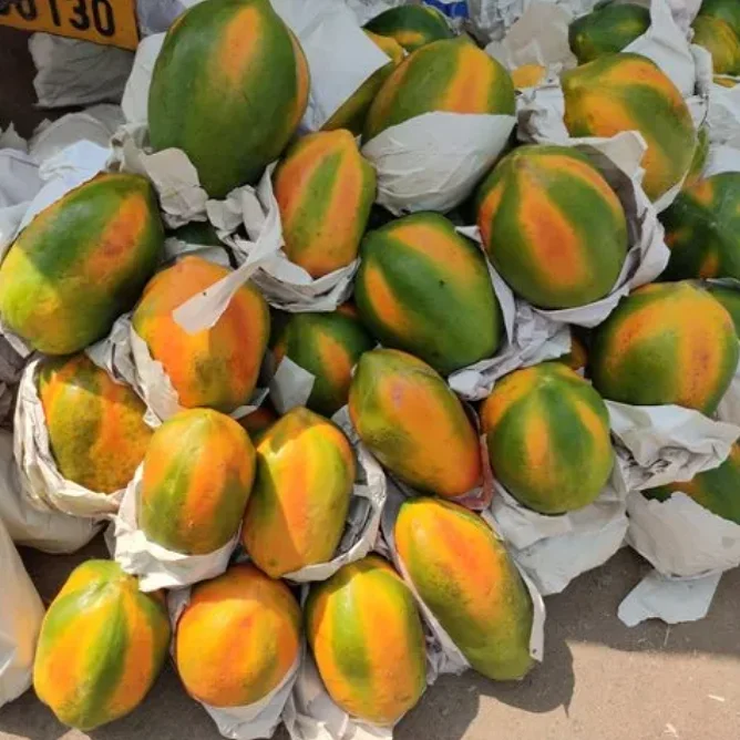 Top Quality Natural Fresh Papaya Fruits Wholesale Sweet Fresh PawPaw Papaya Fruits for Sale