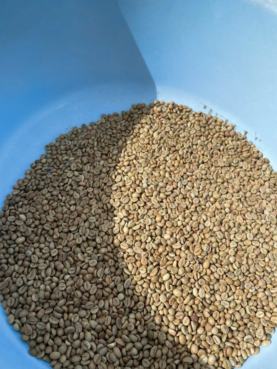 Оптовая продажа немытые кофейные зерна ROBUSTA G1 S16 класса премиум с влажной полировкой от ENeoHome
