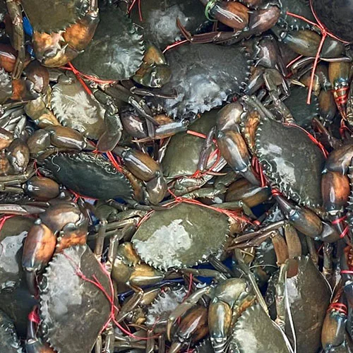 Frozen Live Fresh Mud Crab (Male And Female)