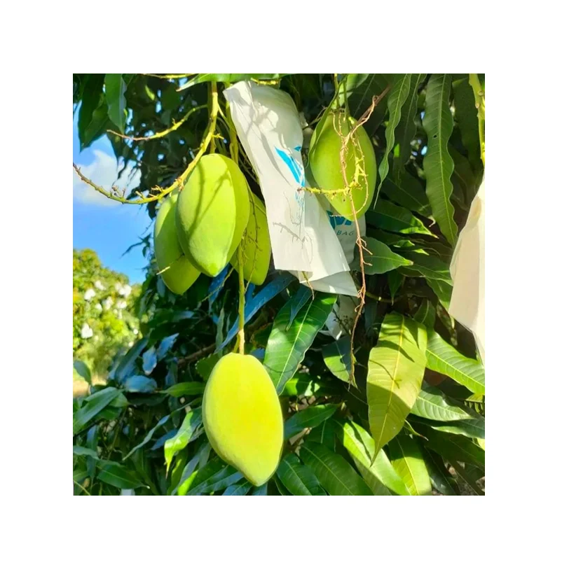 Premium Bulk Fresh Mango product