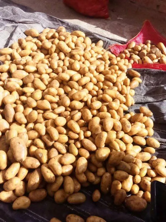 Fresh potatoes from Egypt